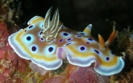  Goniobranchus geminus (Sea Slug)